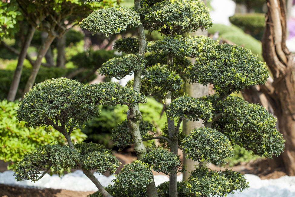 Ilex crenata, Bonsai