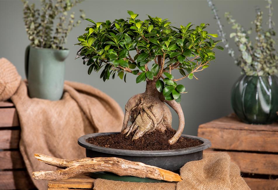 Ficus microcarpa