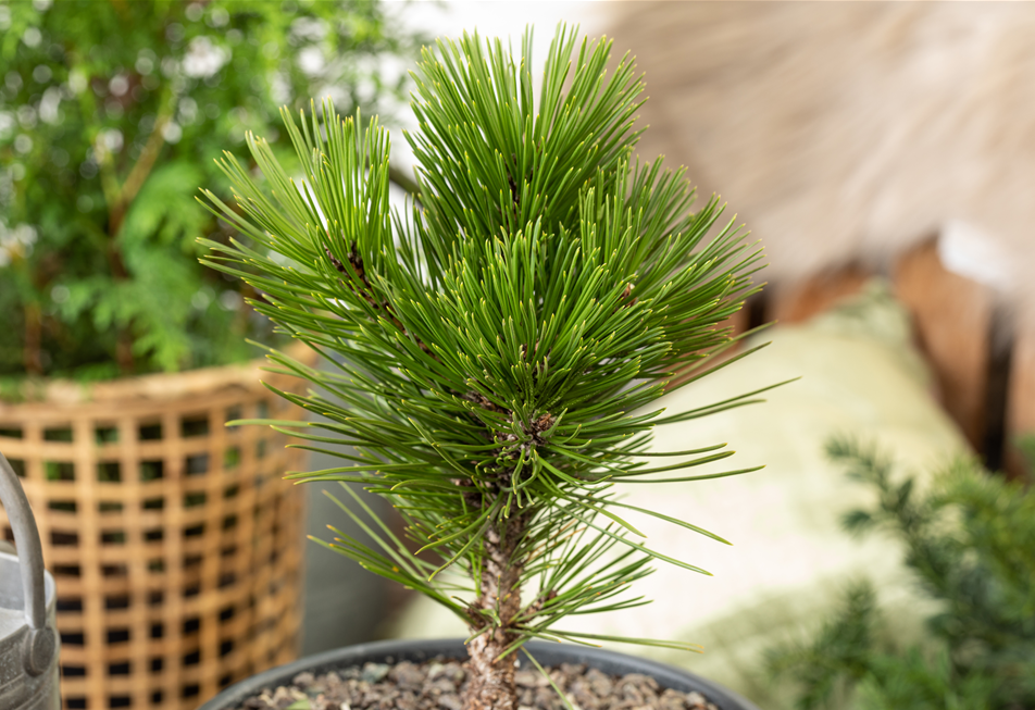 Koniferen, Bonsai