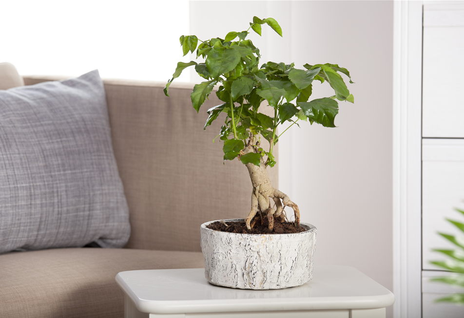 Zimmerbonsai