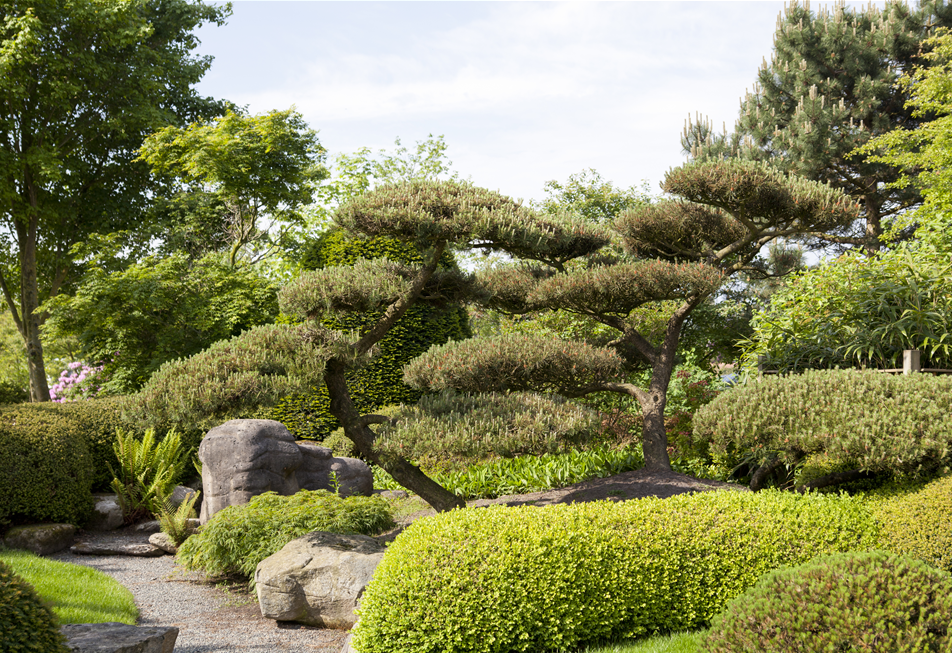 Pinus parviflora