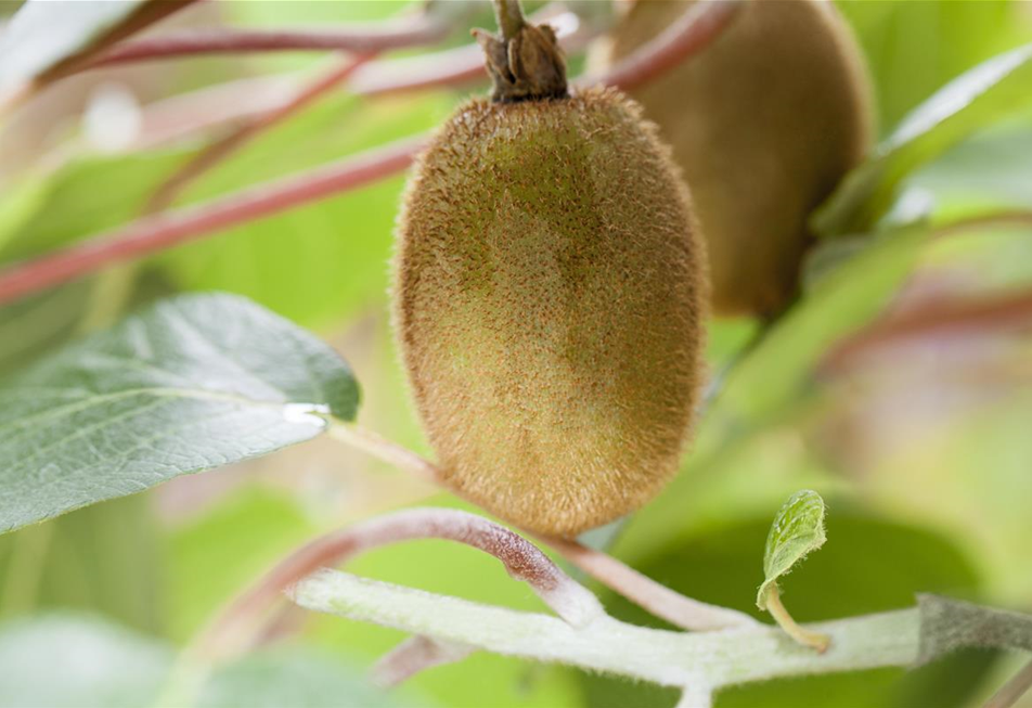 GS442138_Actinidia chinensis_