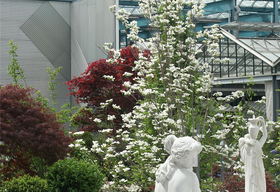 Blumenhartriegel blühend vor Acer und Parkhaus