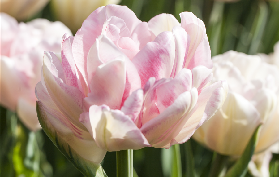 Tulipa 'Foxtrot'