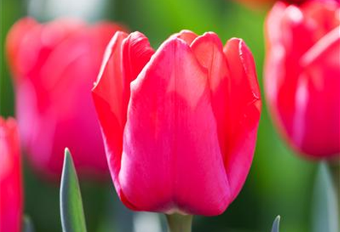 Tulipa 'Ile de France'