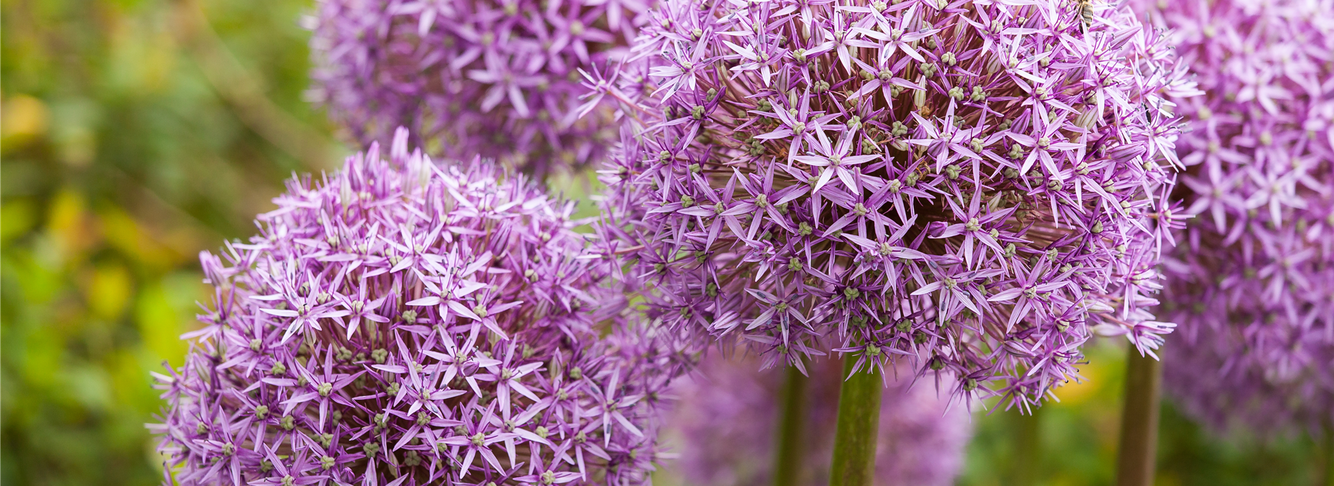 Allium 'Lucy Ball'