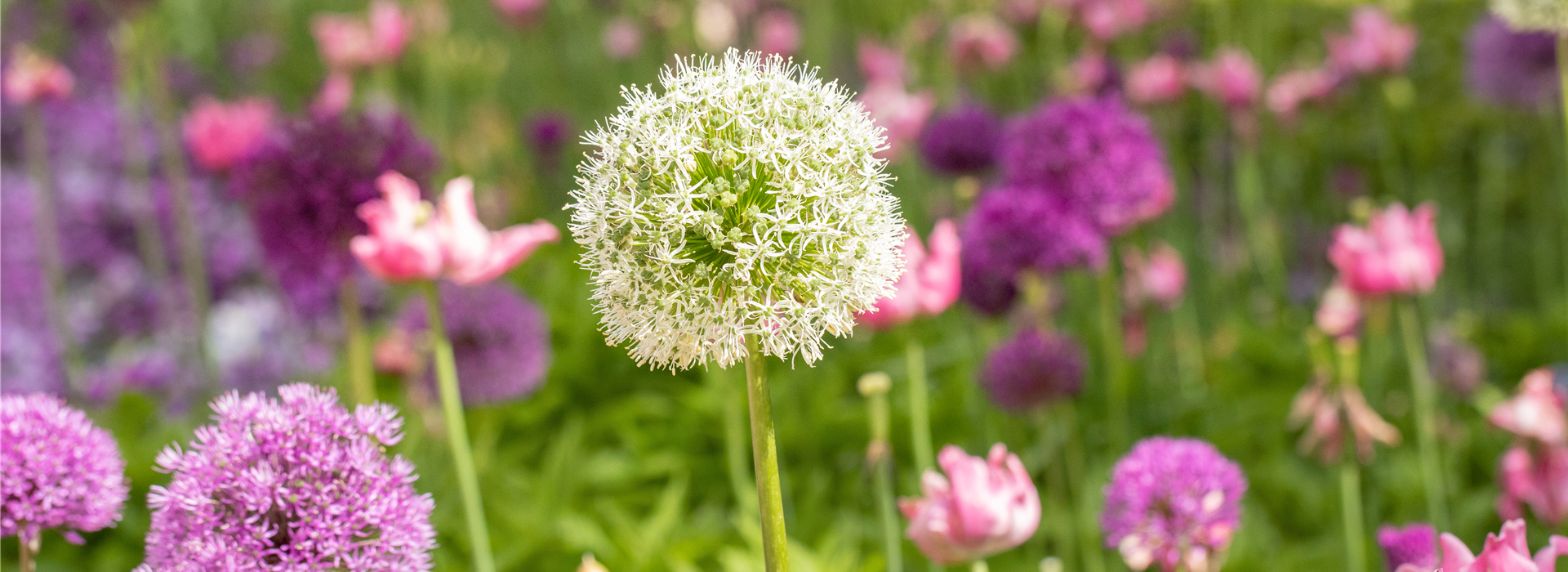 Allium stipitatum 'Mount Everest'