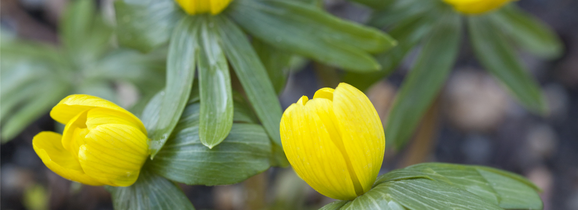 Eranthis hyemalis