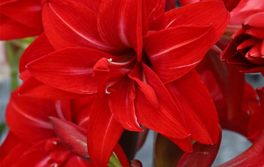 Amaryllis double dragon 7U9A9965##.jpg