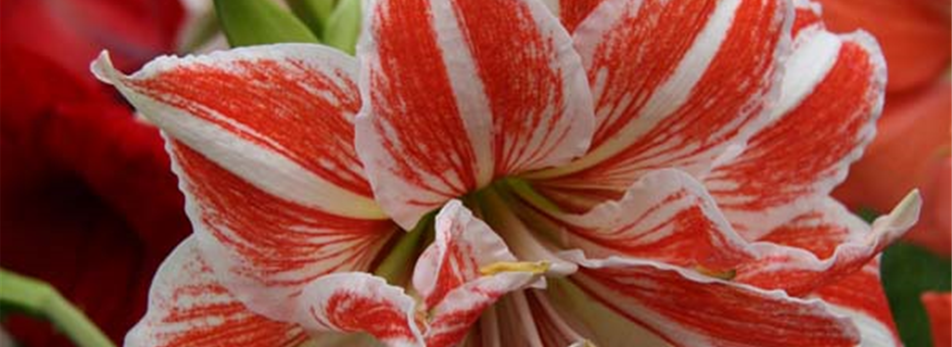 amaryllis dancing queen art##