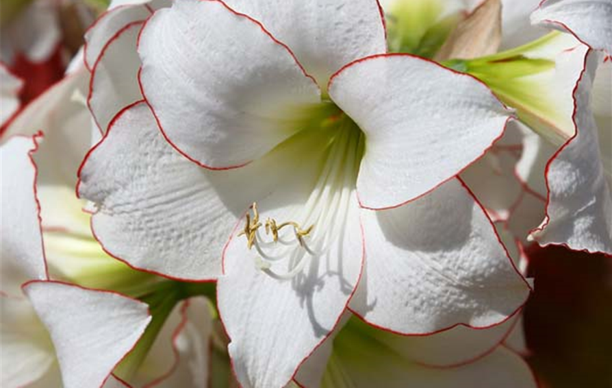 amaryllis picotee 4P7B5162##.jpg