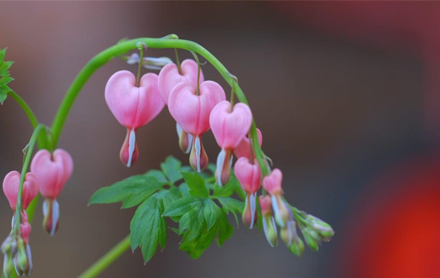 Tränendes Herz - Einpflanzen im Garten (Thumbnail)