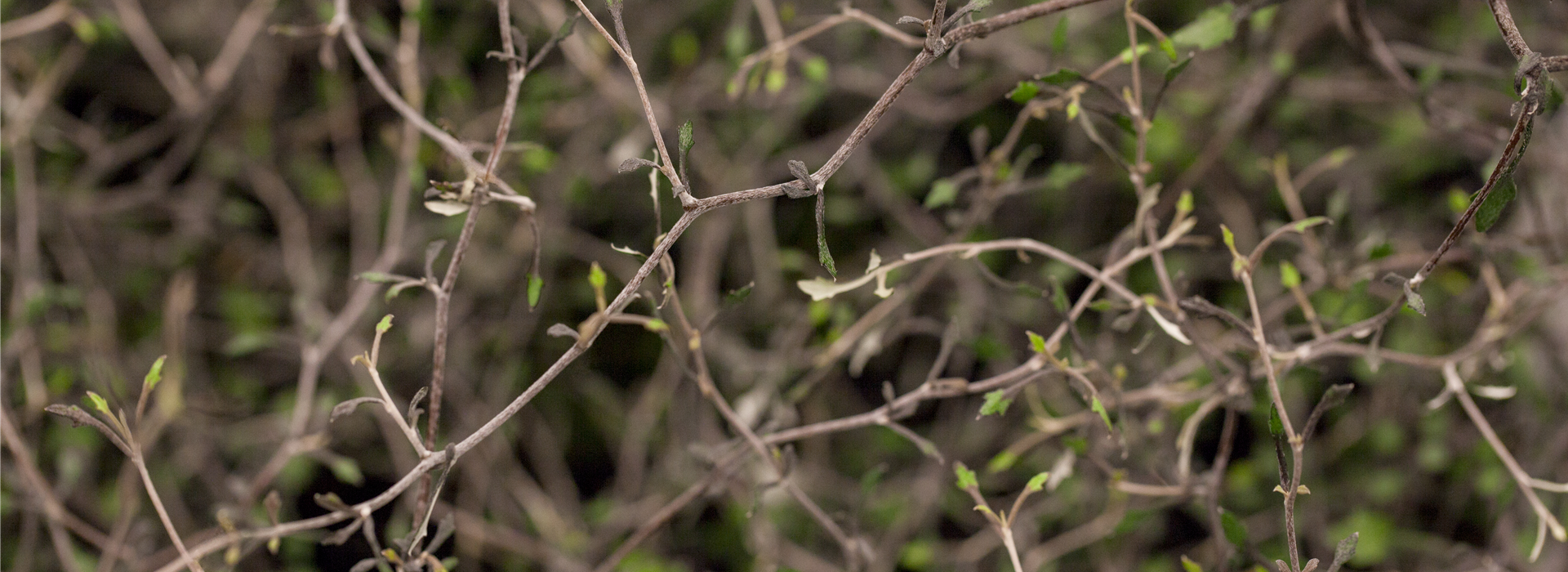 Corokia cotoneaster