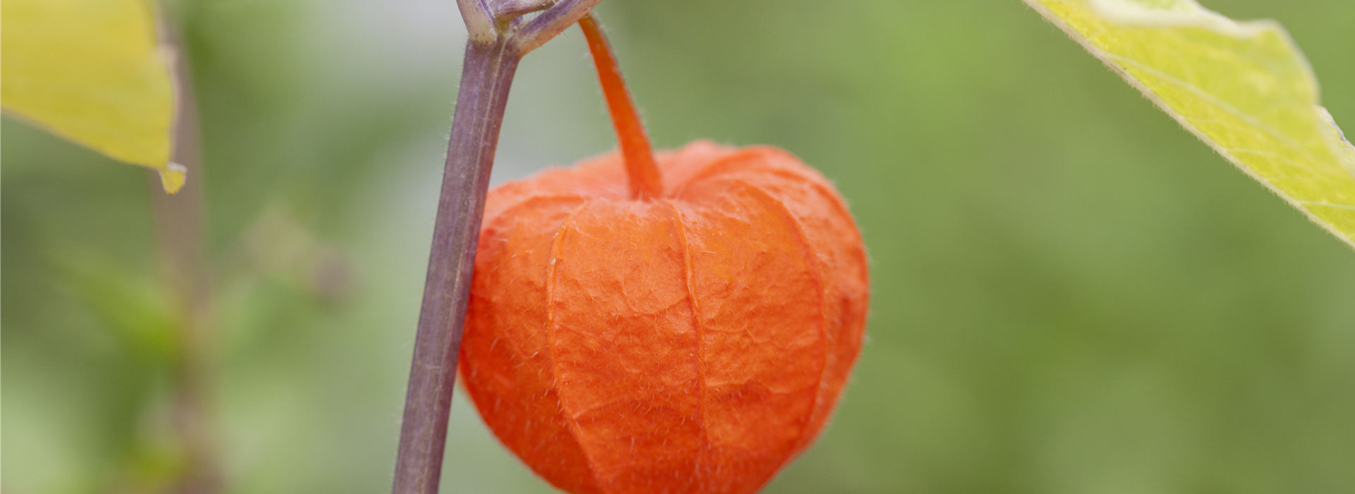 Physalis alkekengi var