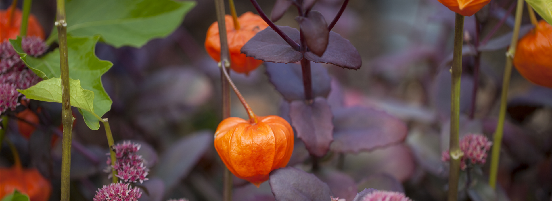 Physalis alkekengi var