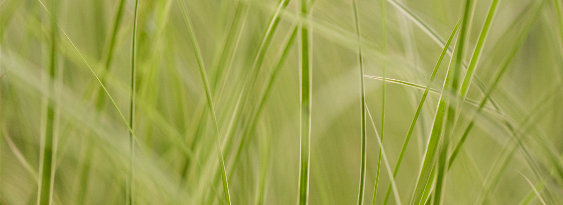 Carex brunnea 'Variegata'