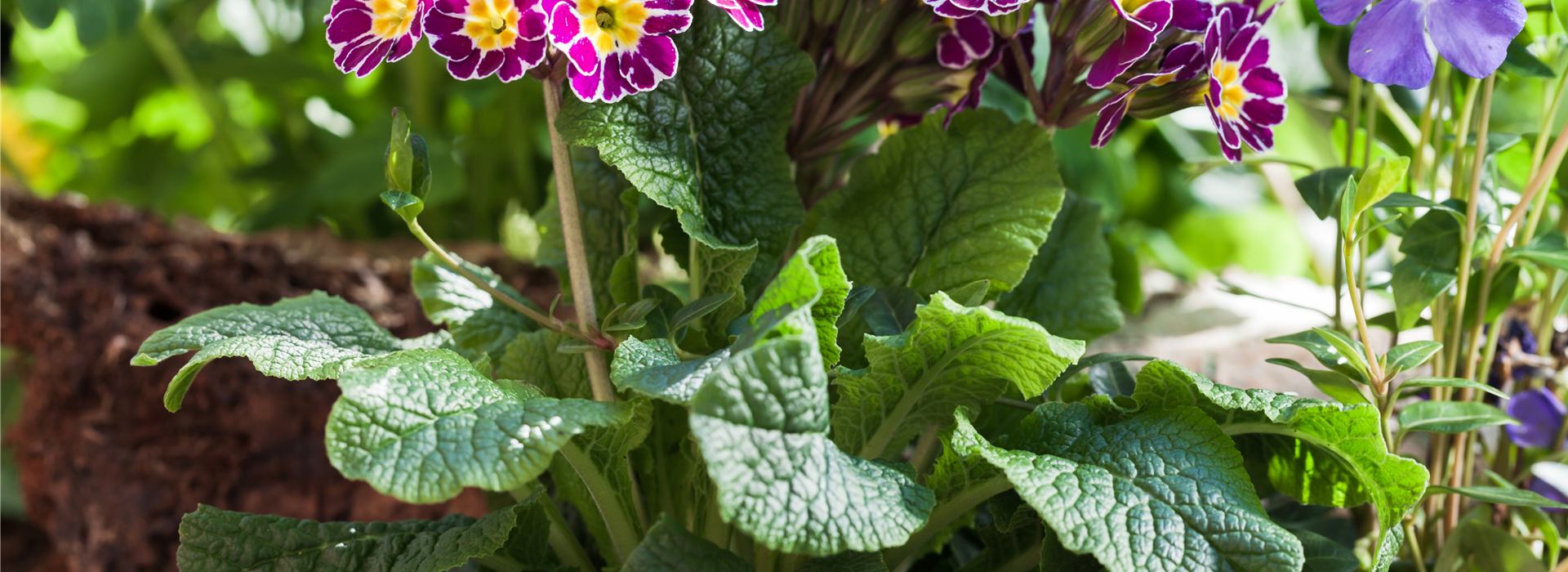 Primula elatior