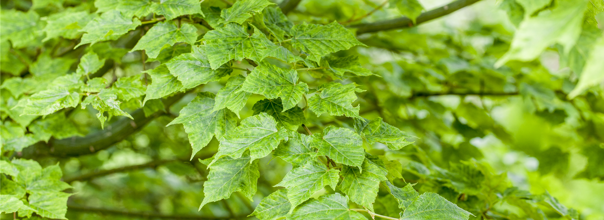 Acer davidii 'Purple Bark'