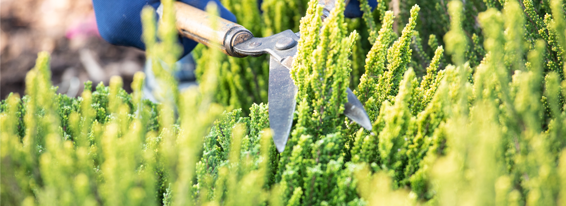 Calluna Vulgaris 'Zipi'