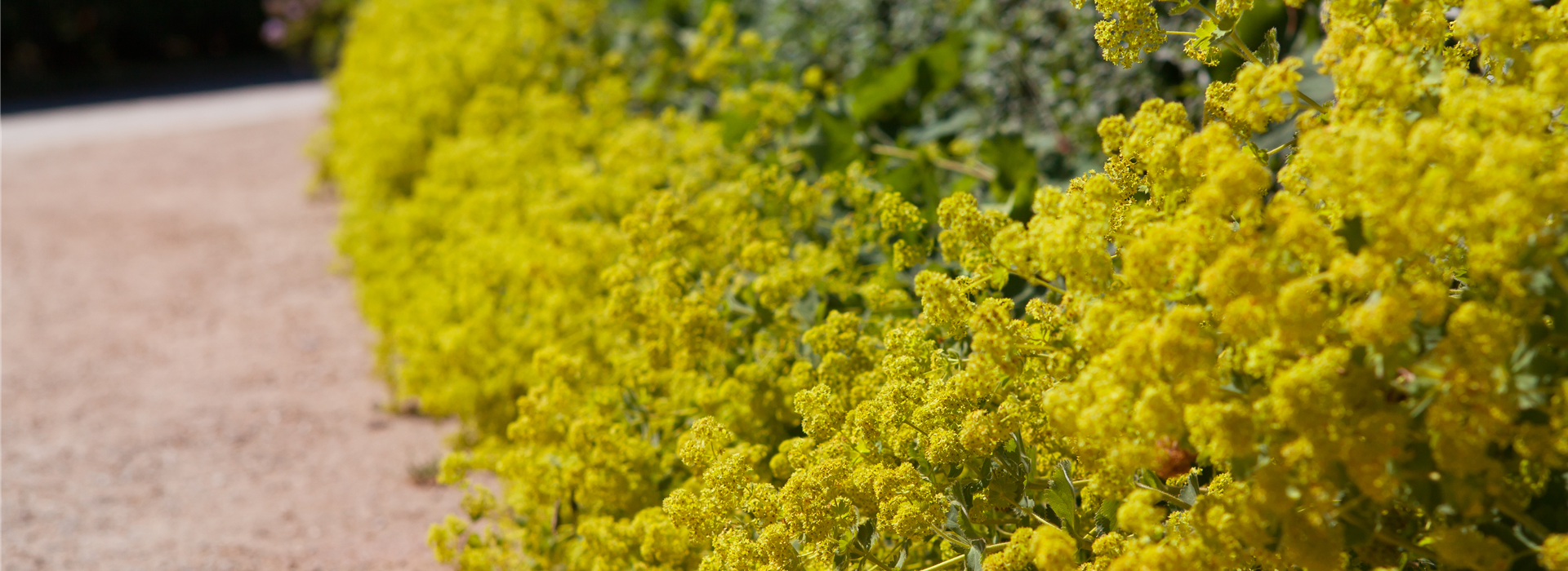 Alchemilla xanthochlora