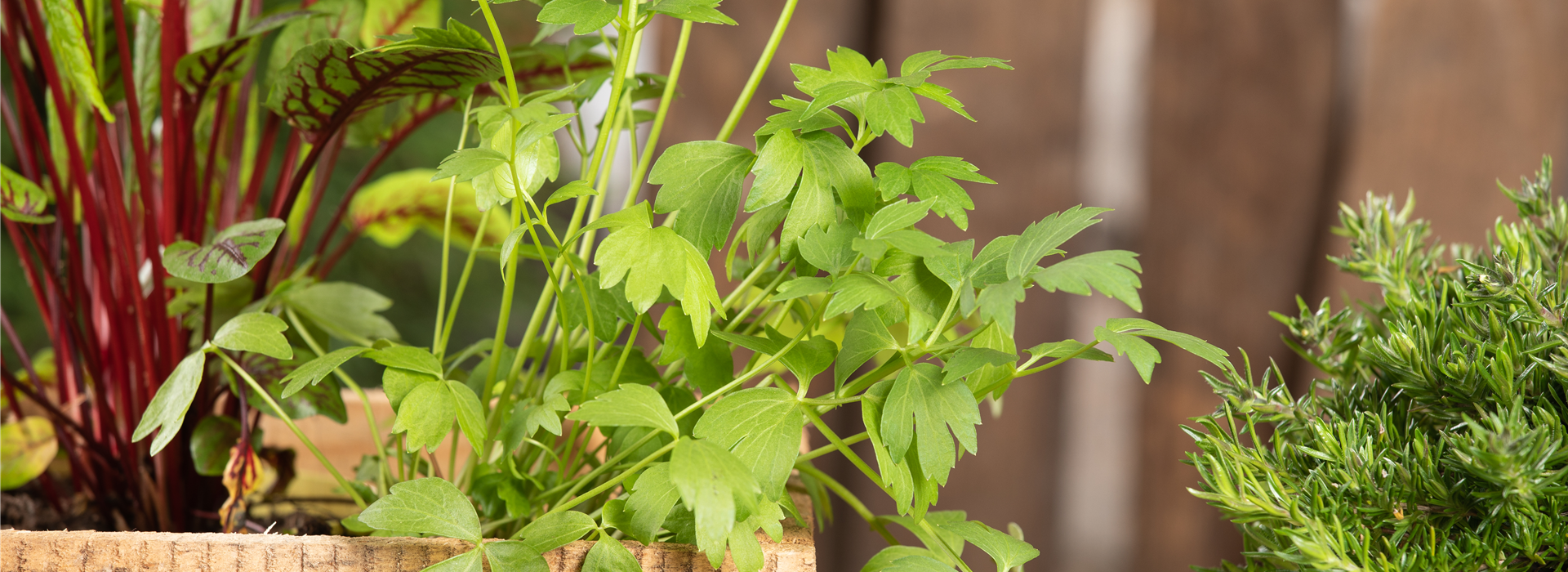 Levisticum officinale