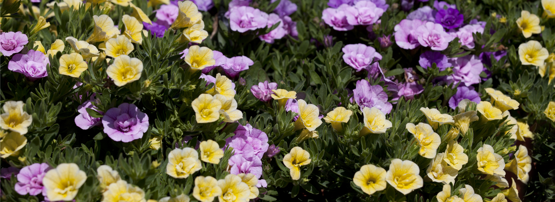 Calibrachoa