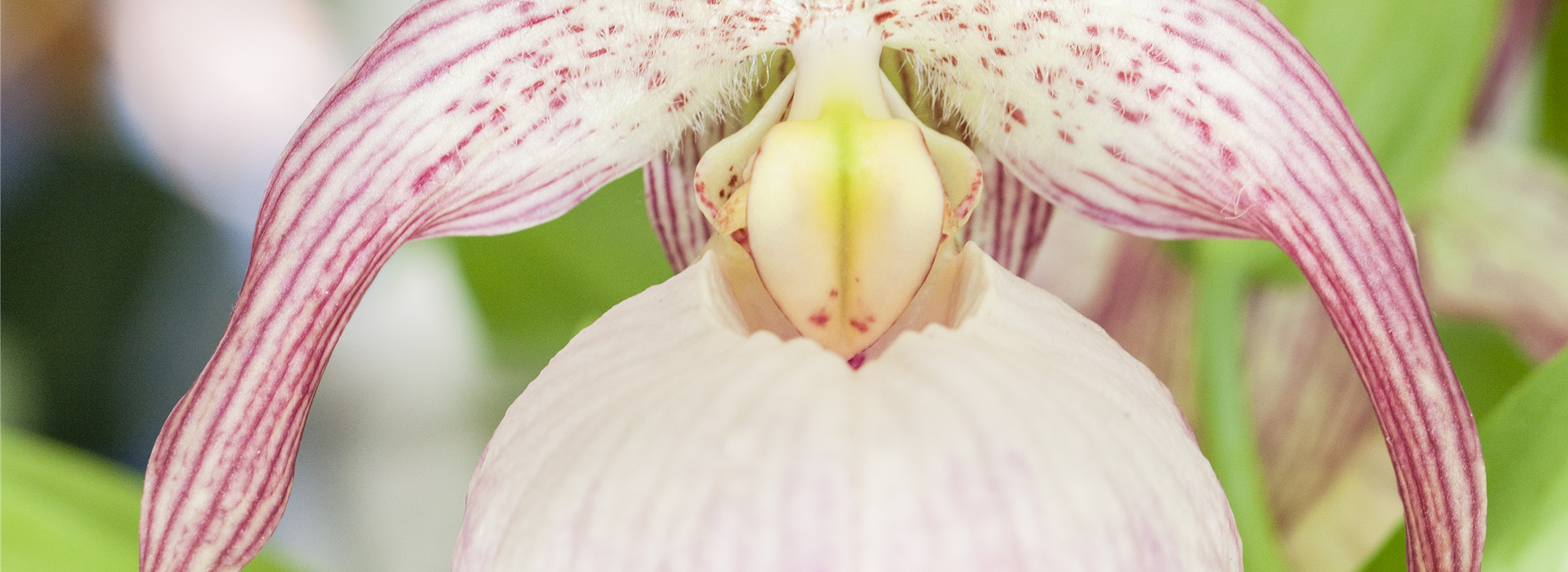 Cypripedium