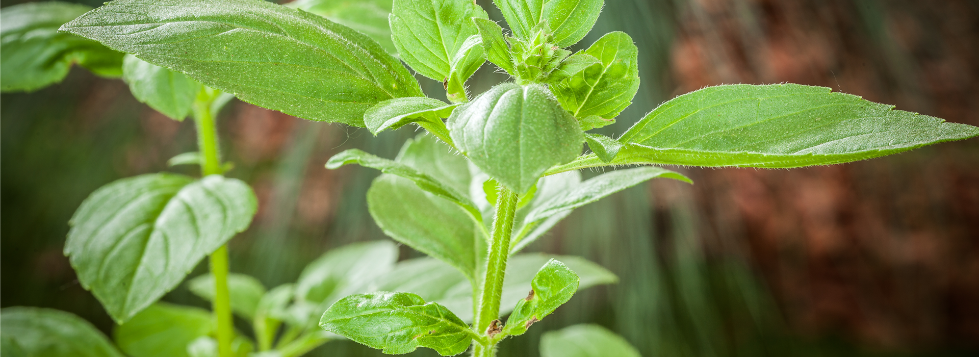 Ocimum basilicum 'Magic White'