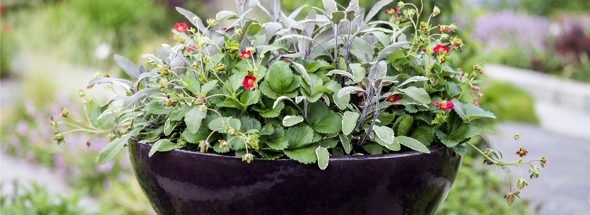 Salvia officinalis 'Tricolor'