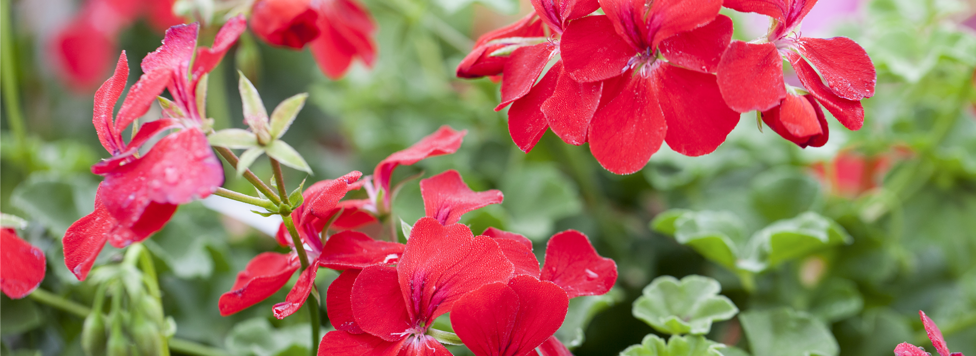 Pelargonium peltatum