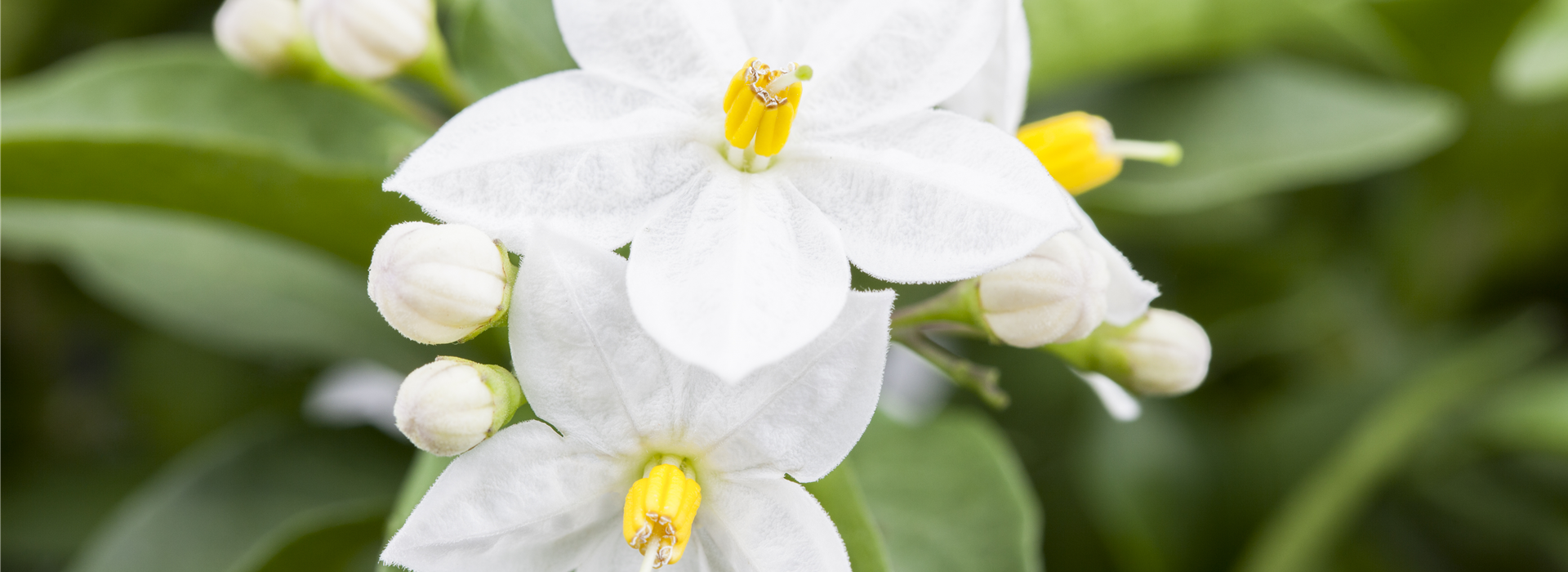 Solanum jasminoides