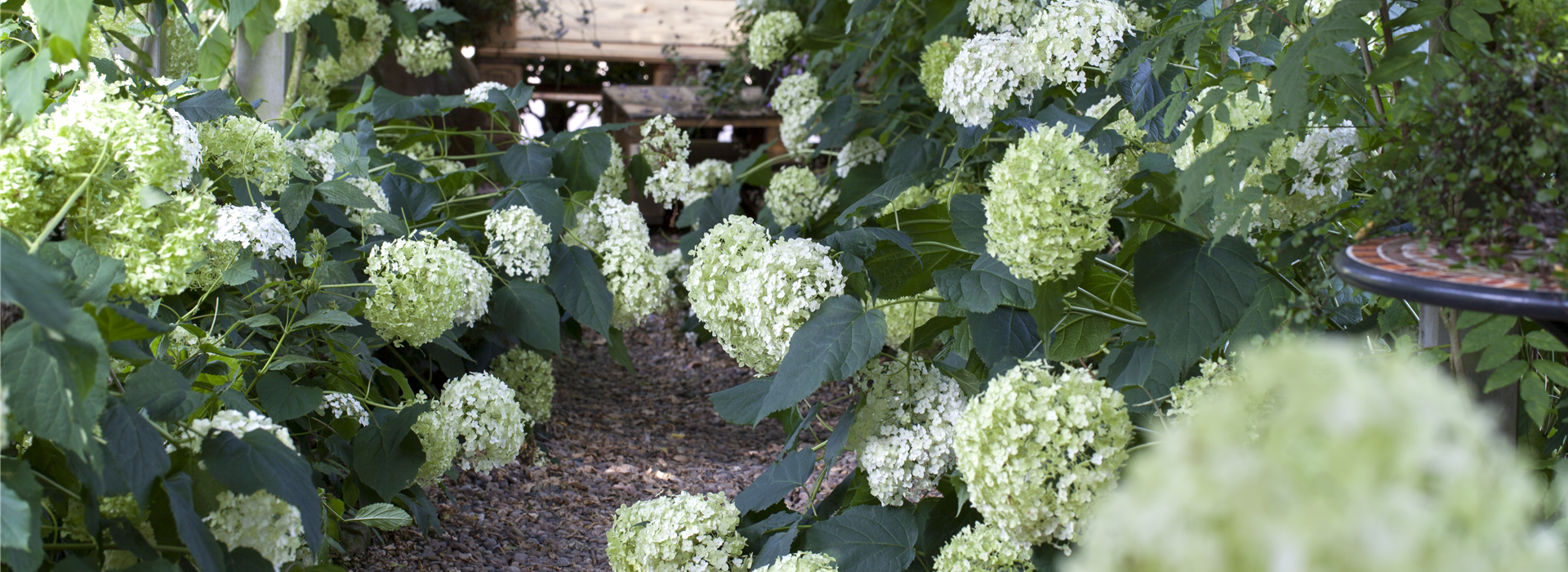 Hydrangea arborescens 'Annabelle'