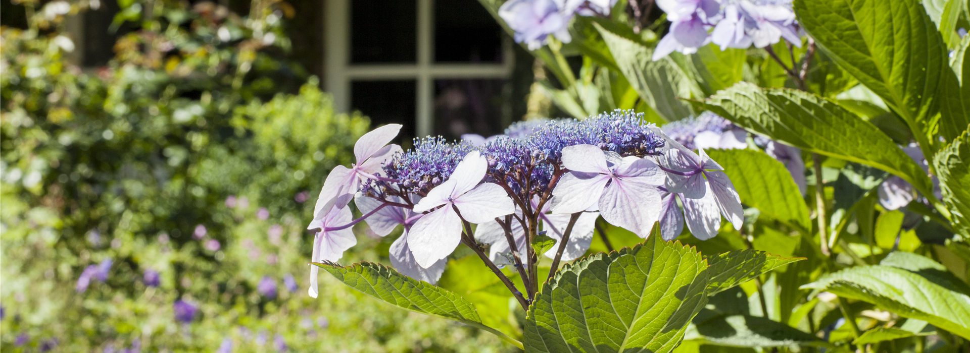 Hydrangea serrata