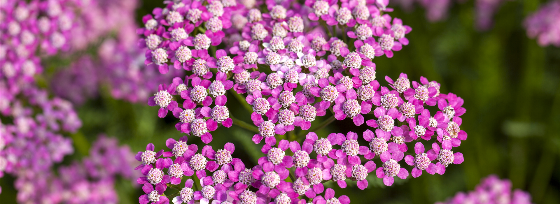 Achillea millefolium 'Lilac Beauty'