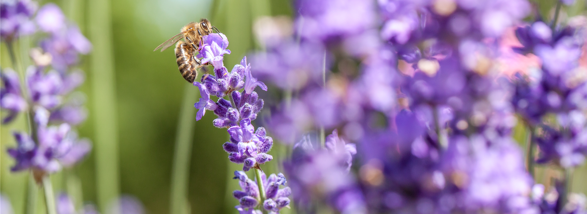 Lavendel mit Biene