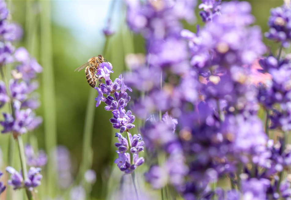 Lavendel mit Biene