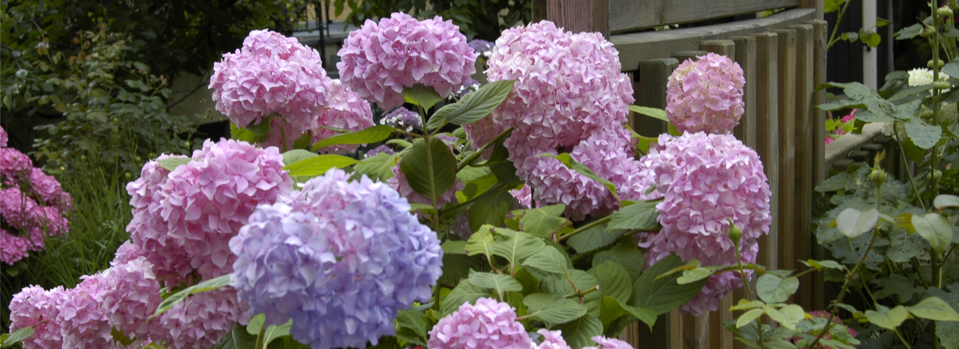 Hydrangea macrophylla, rosa