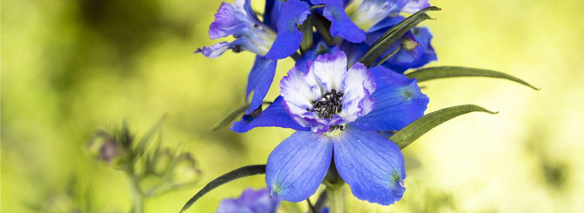 Delphinium, blau