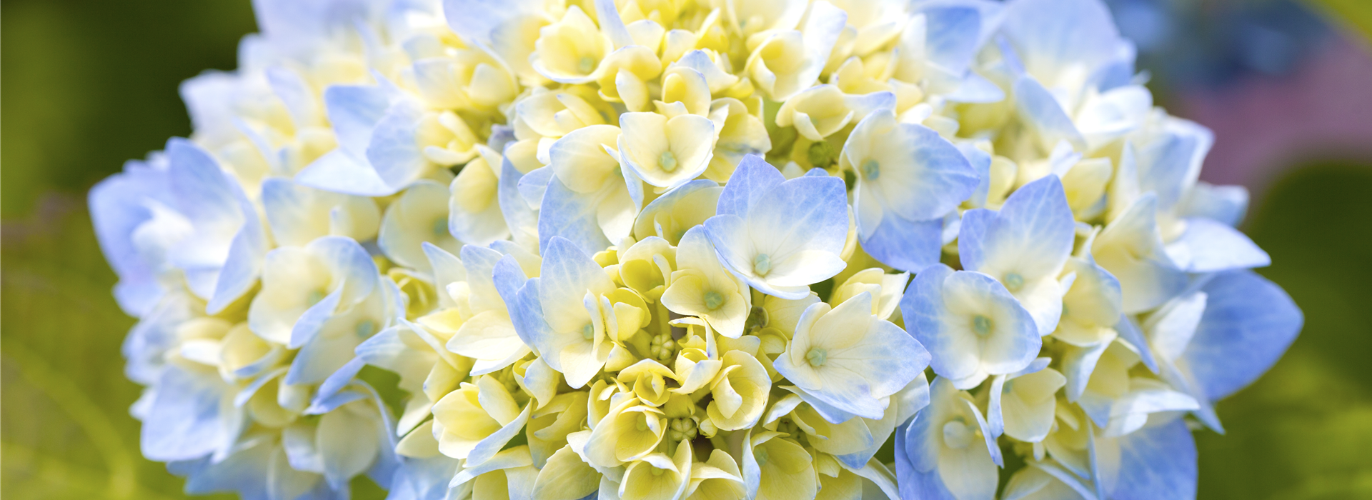 Hydrangea macrophylla