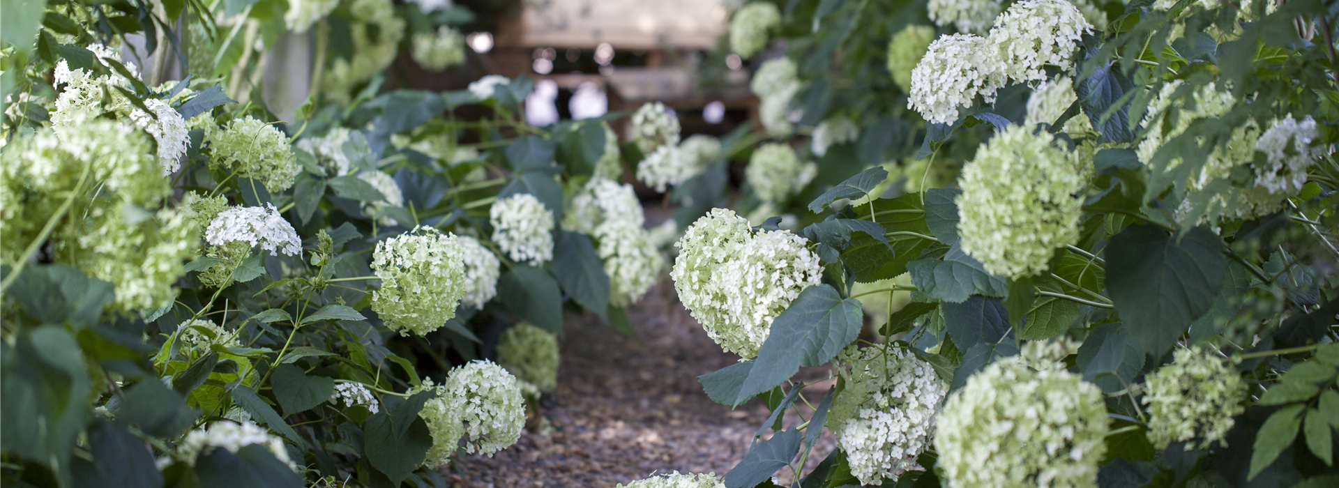 Hydrangea arborescens 'Annabelle'