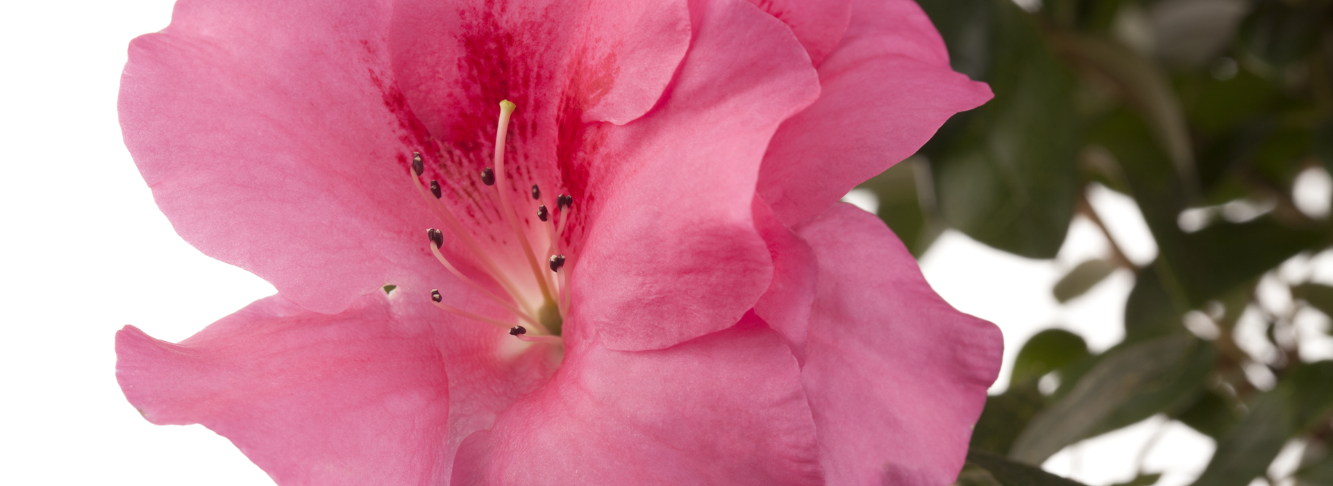 Rhododendron simsii, rosa