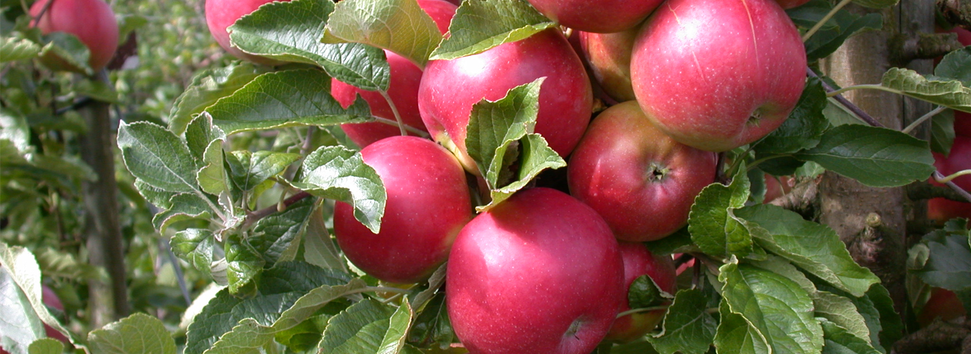 Malus domestica 'Pinova'(s)