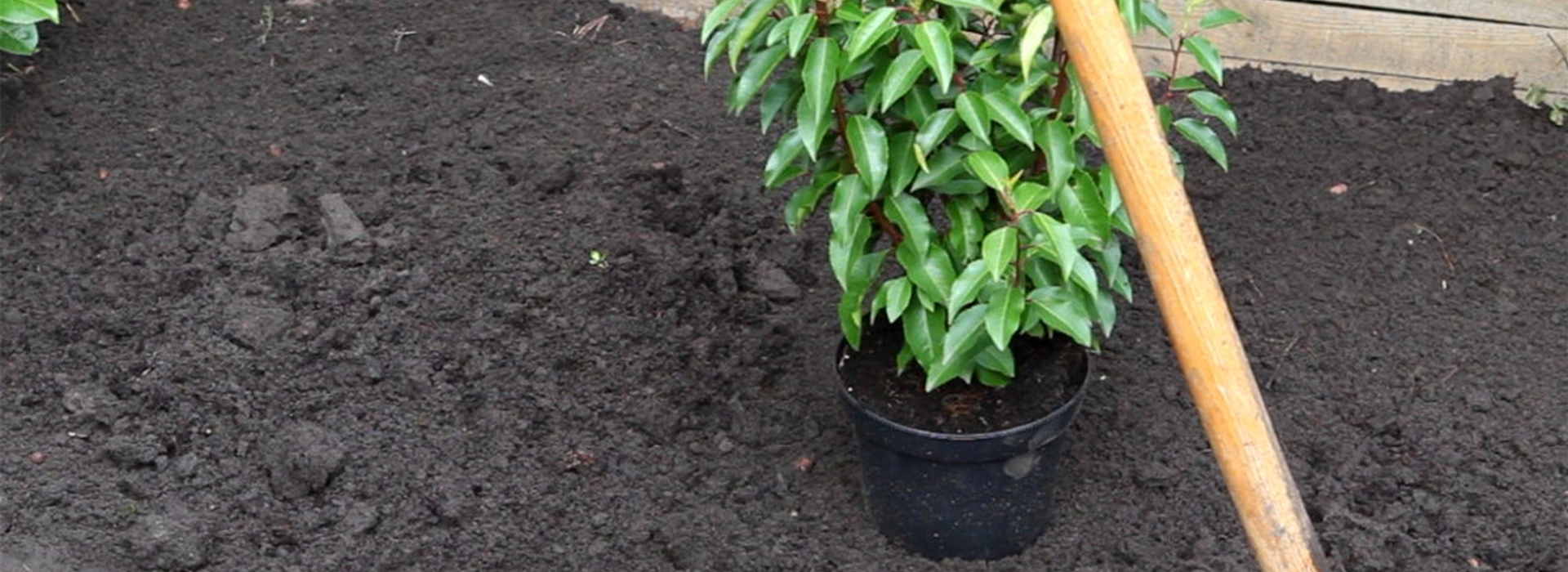 Portugiesischer Kirschlorbeer - Einpflanzen im Garten (2)