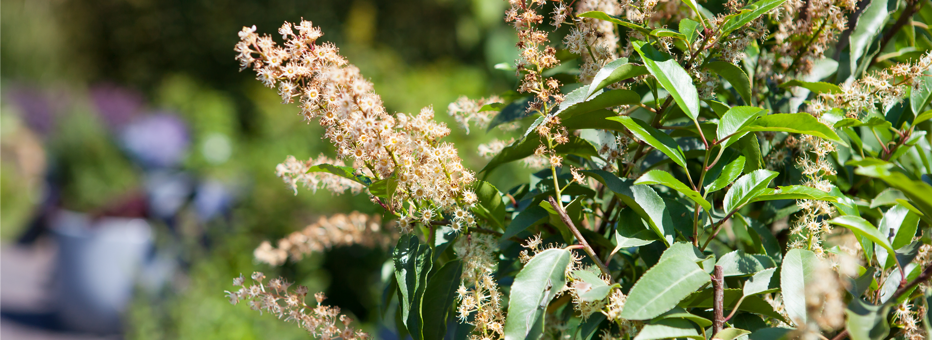 Prunus lusitanica