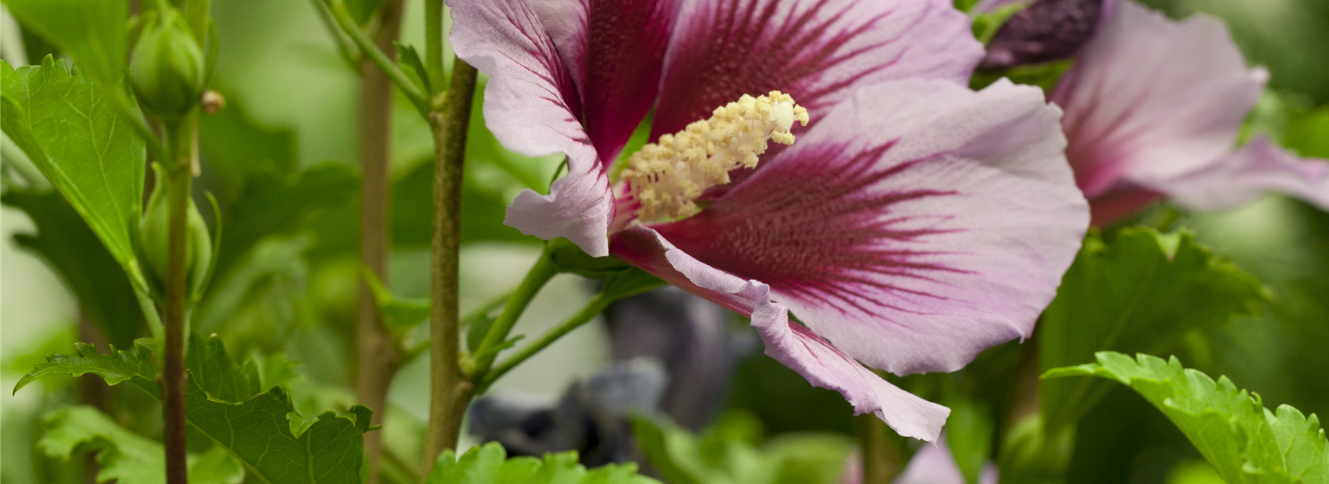 Hibiscus syriacus