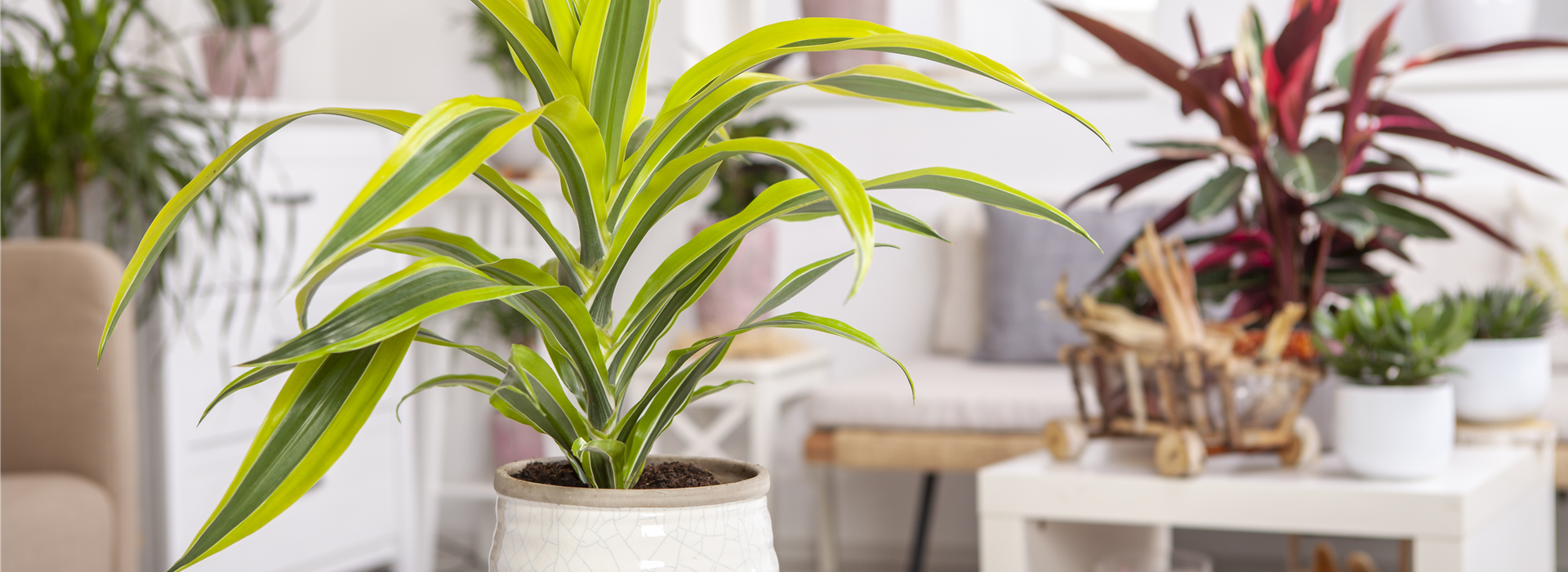 Dracaena fragrans 'Lemon Lime'