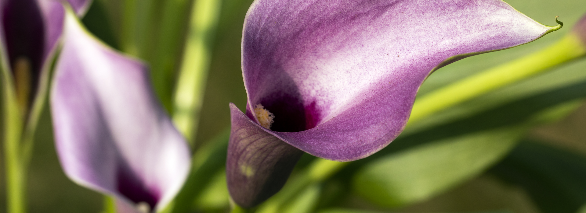 Zantedeschia aethiopica, lila