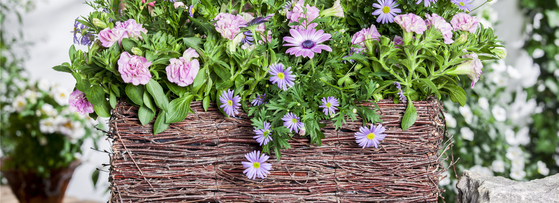 Osteospermum