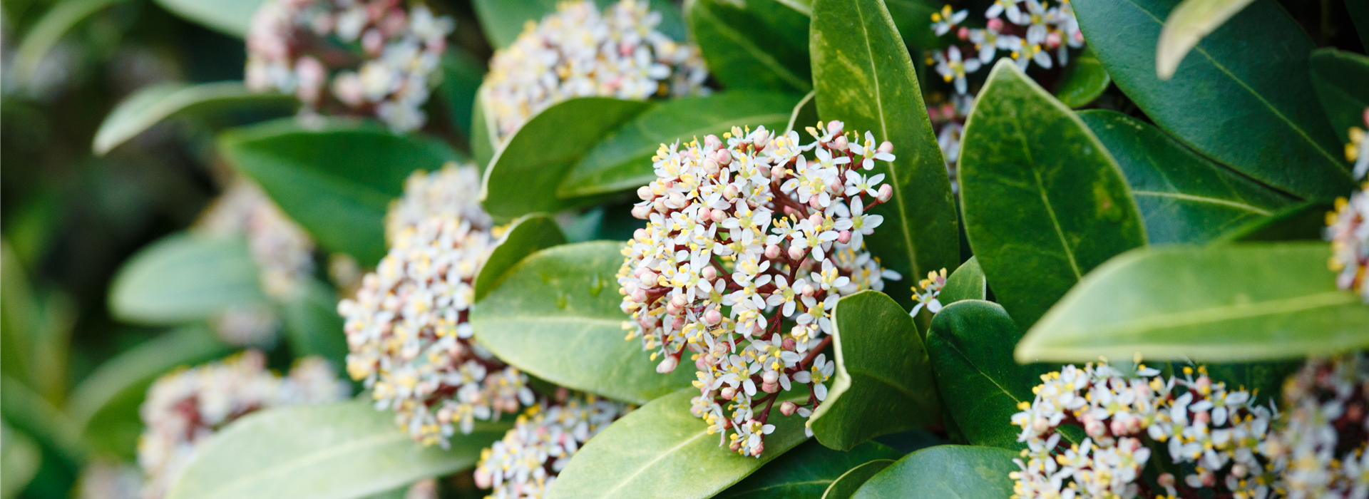 Skimmia japonica