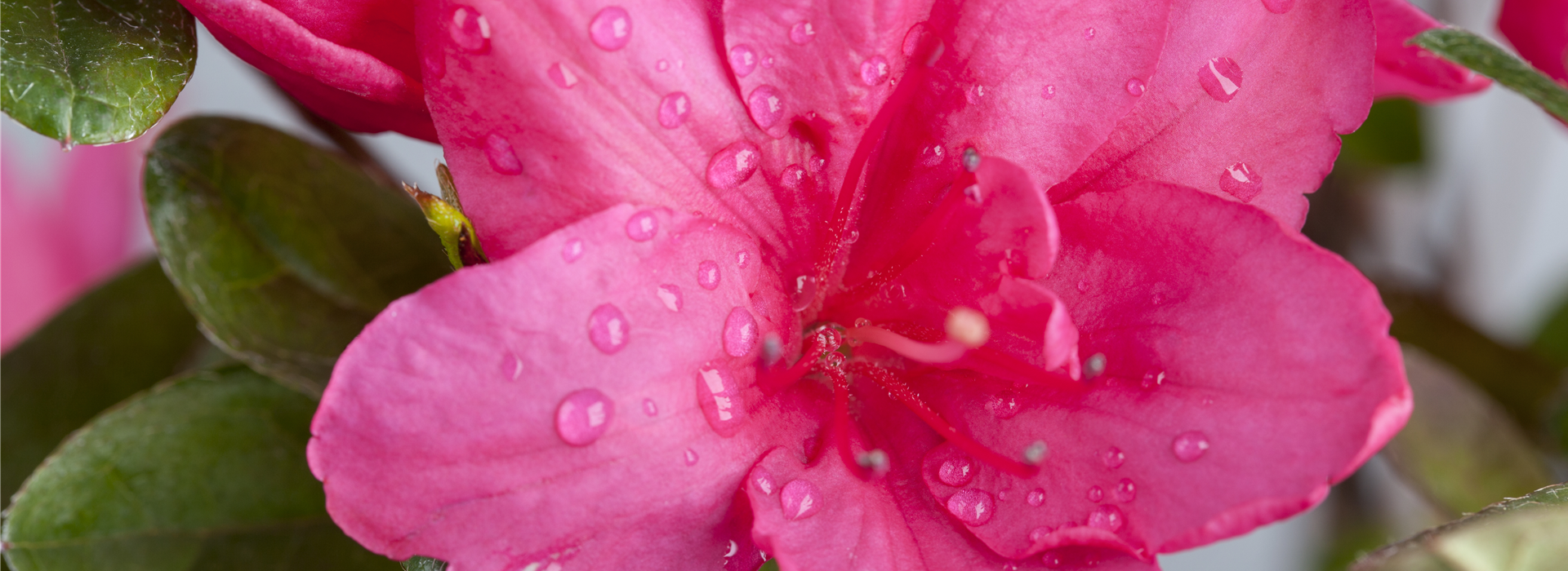 Rhododendron simsii, pink